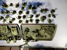 Load image into Gallery viewer, 40K - Nurgle Collection